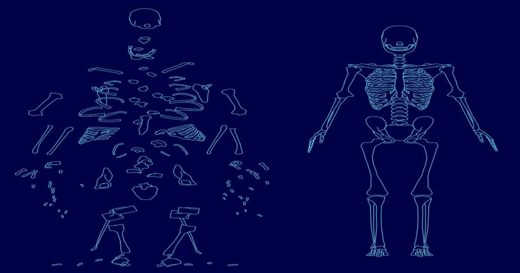 A blueprint diagram of skeletal bones and joint placement illustrating how to rig a 2D character
